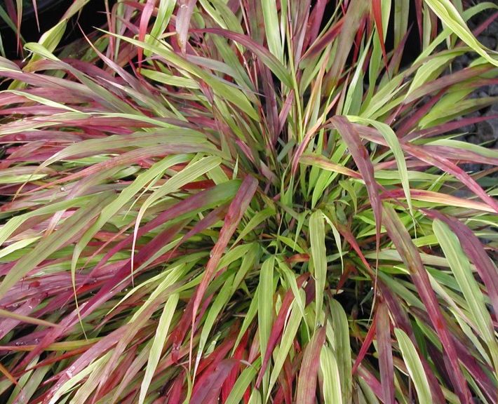 Hakonechloa macra 'Beni-kaze'